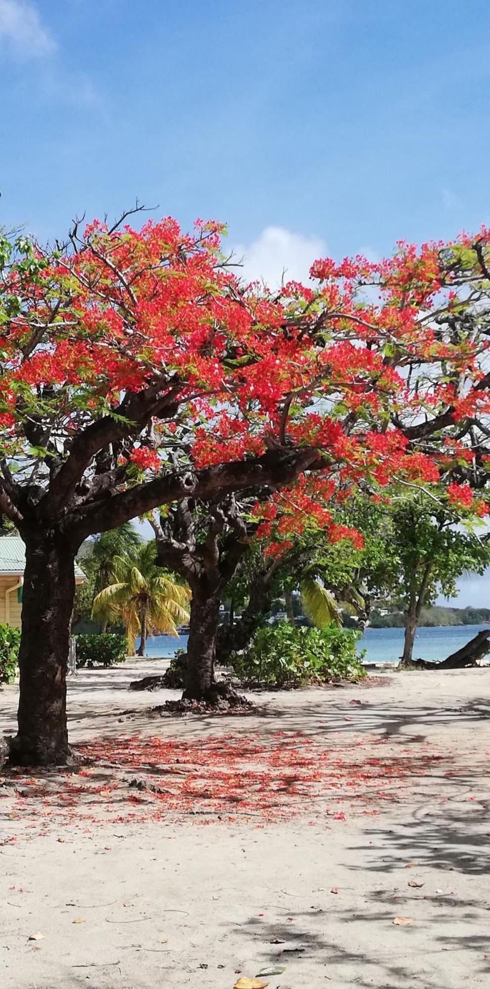 Bigouz Residence La Plage De L'Anse Caritan Sainte-Anne Esterno foto